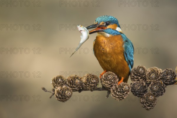 Common Kingfisher (Alcedo atthis) male perched on a branch with a fish in its beak, Lower Saxony, Germany