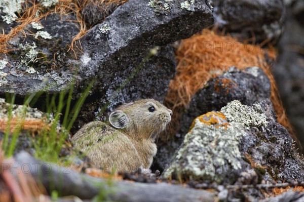 Pfeifhase (Ochotona dauurica), sitzt in Höhleneingang, Khuvsgul See, Chöwsgöl, Mongolei