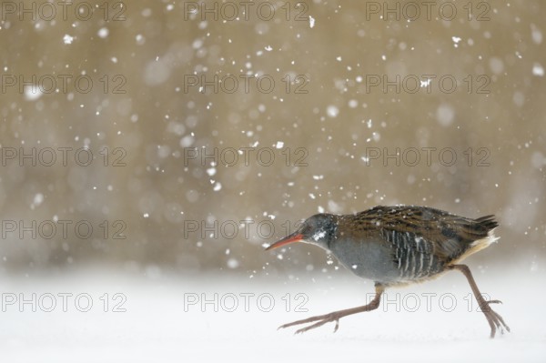 Water Rail (Rallus aquaticus) running on ice, Netherlands