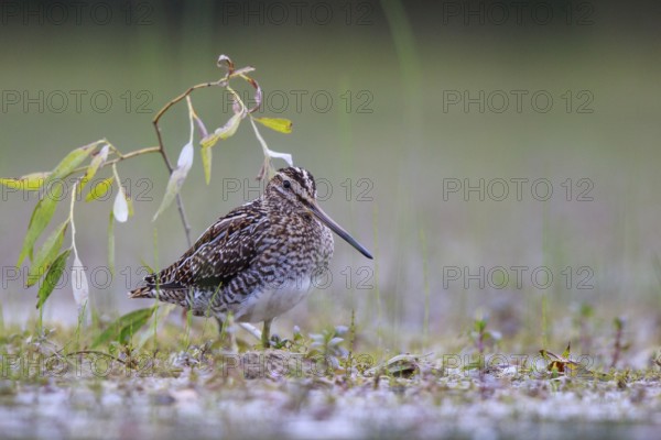 Common Snipe (Gallinago gallinago) foraging, North Rhine-Westphalia, Germany