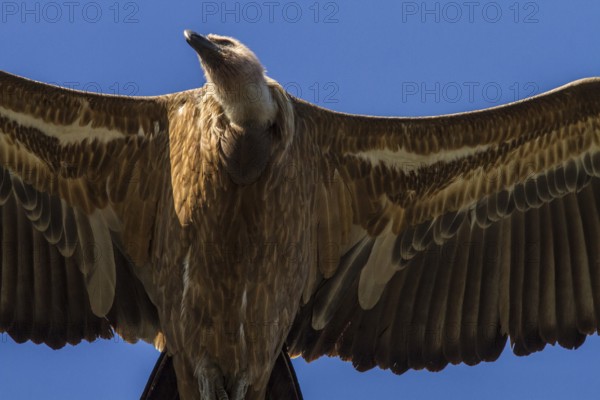Griffon Vulture (Gyps fulvus) flying, Extremadura, Spain