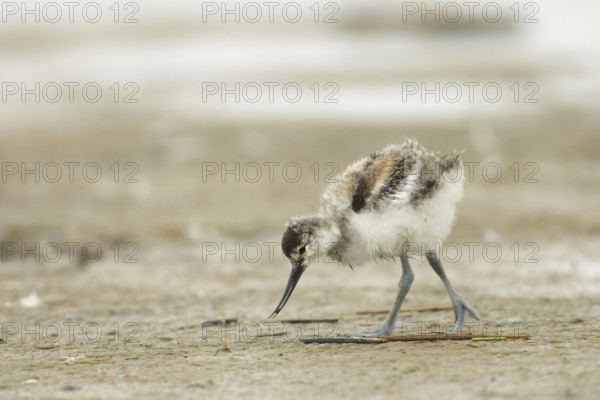 Pied Avocet (Recurvirostra avosetta) chick foraging, Texel, Netherlands