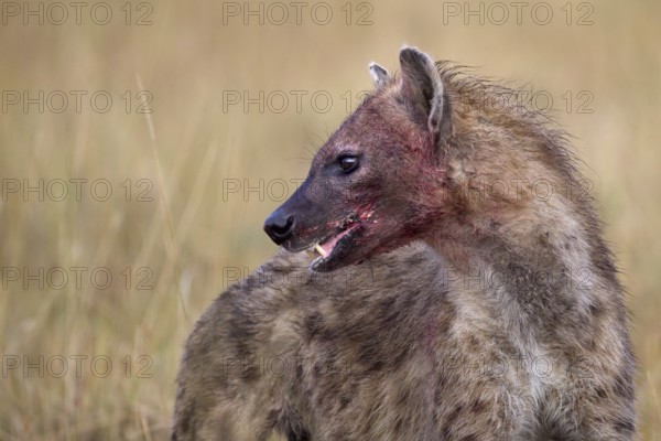 Spotted Hyena (Crocuta crocuta) with blood-smeared face, Sabi Sands, South Afrika
