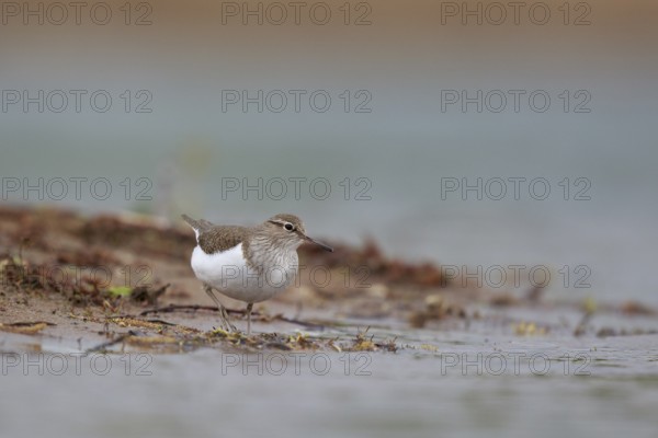 Common Sandpiper (Actitis hypoleucos) foraging, North Rhine-Westphalia, Germany