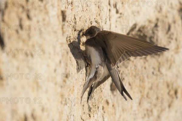 Sand Martin (Riparia riparia) building nest hole, North Rhine-Westphalia, Germany