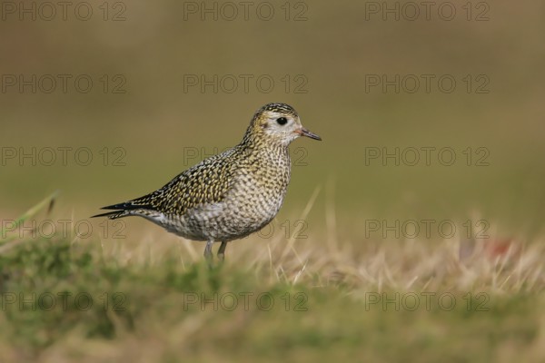 European Golden Plover (Pluvialis apricaria), Schleswig-Holstein, Germany