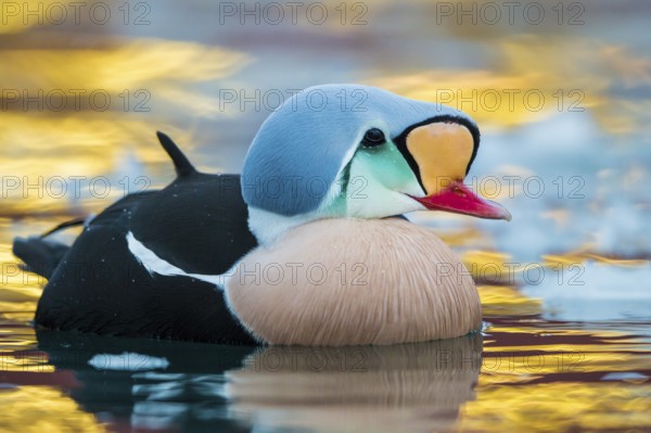 King Eider (Somateria spectabilis) male, Finnmark, Norway