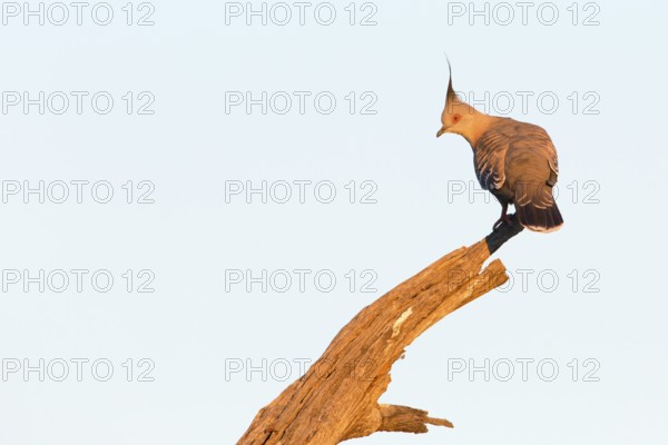 Crested Pigeon (Ocyphaps lophotes), Victoria, Australia