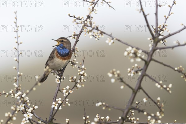 Bluethroat (Luscinia svecica cyanecula) male singing from branch, Mecklenburg-Western Pomerania, Germany