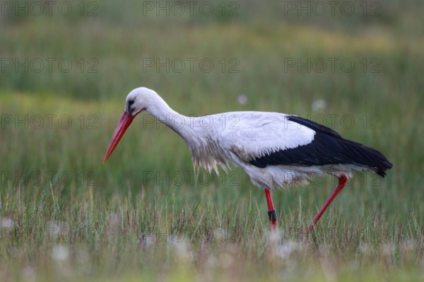 White Stork (Ciconia ciconia) male foraging, North Rhine-Westphalia, Germany