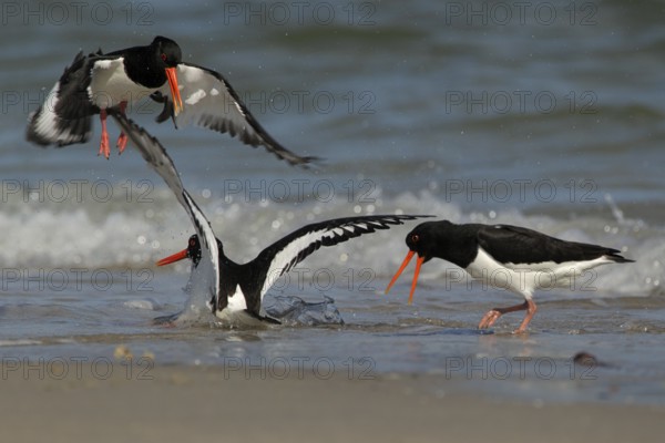 Austernfischer 3 Vögel streiten sich am Strand, am Spülsaum; Nordseeküste, Düne von Helgoland, lat. Haematopus ostralegus