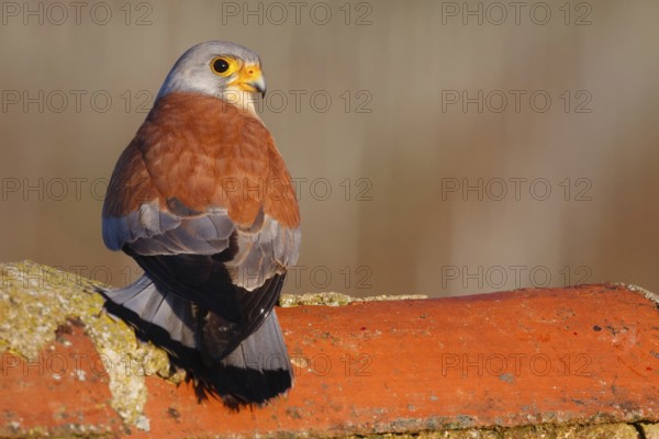 Lesser Kestrel (Falco naumanni) male, Extremadura, Spain