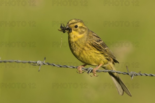 Yellowhammer (Emberiza citrinella), Lower Saxony, Germany