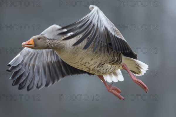 Greylag Goose (Anser anser) flying, Lower Saxony, Germany