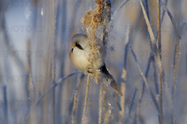 Bearded Reedling (Panurus biarmicus) male feeding on cattail seed, Thuringia, Germany