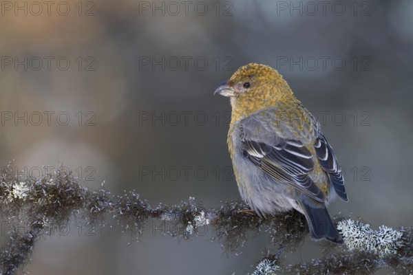 Pine Grosbeak - Hakengimpel - Pinicola enucleator, Finland