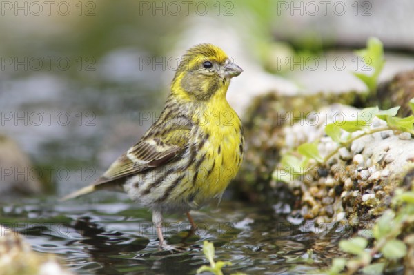 European Serin (Serinus serinus) male at little stream, Mecklenburg-Western Pomerania, Germany