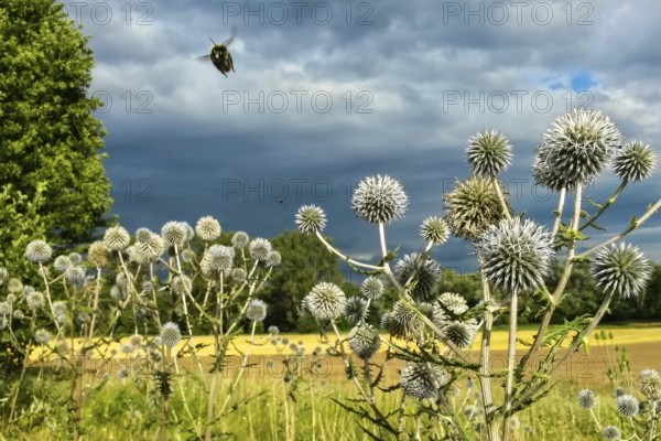 Erdhummel (Bombus terrestris) fliegt über Drüsenblättrige Kugeldistel (Echinops sphaerocephalus), Hessen, Deutschland