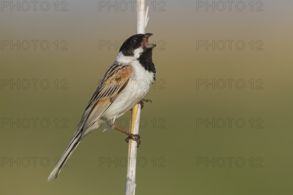 Reed Bunting - Rohrammer - Emberiza schoeniclus ssp. pyrrhuloides, Kazakhstan, adult male