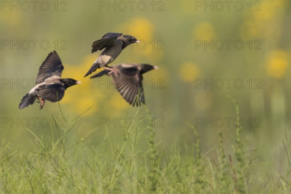 Rose-coloured Starling - Rostenstar - Pastor roseus, Kyrgyzstan