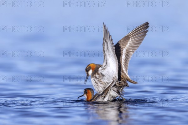 Red-necked phalarope, northern phalarope (Phalaropus lobatus) male and female couple in breeding plumage mating in pond on tundra in spring, Sweden