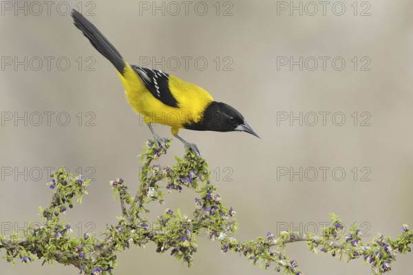 Audubon's Oriole (Icterus graduacauda), Texas, USA