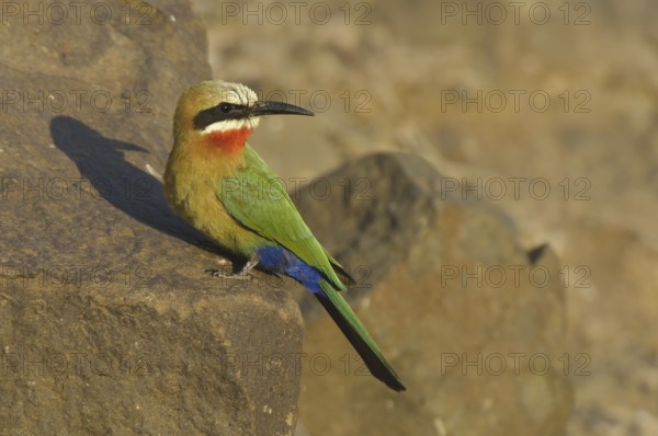 White-fronted Bee-eater (Merops bullockoides), Botswana