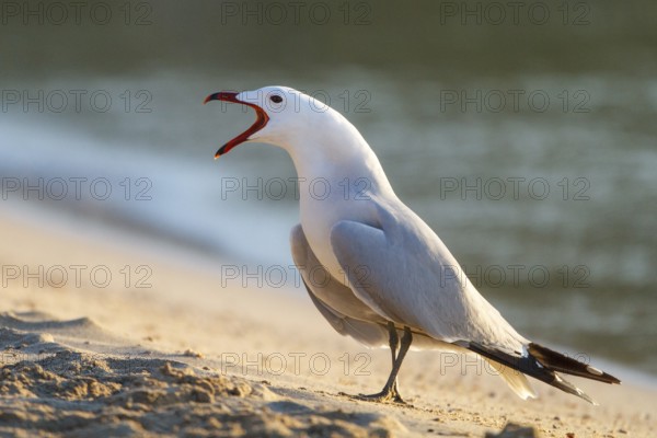 Audouin's Gull (Ichthyaetus audouinii) calling, Mallorca, Spain