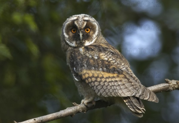 Long-eared Owl (Asio otus), Mecklenburg-Western Pomerania, Germany