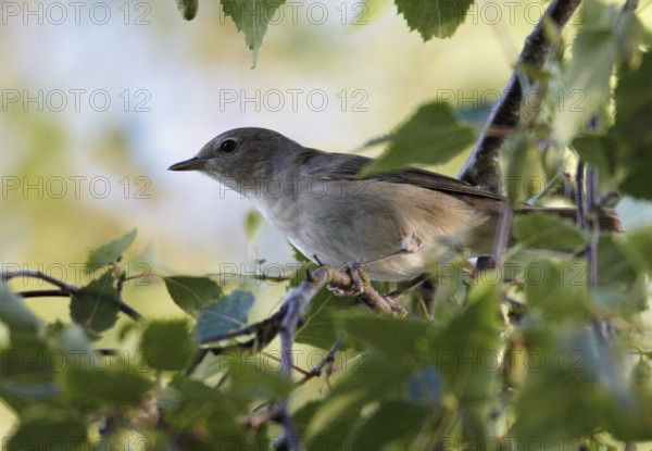 Garden Warbler (Sylvia borin), Mecklenburg-Western Pomerania, Germany