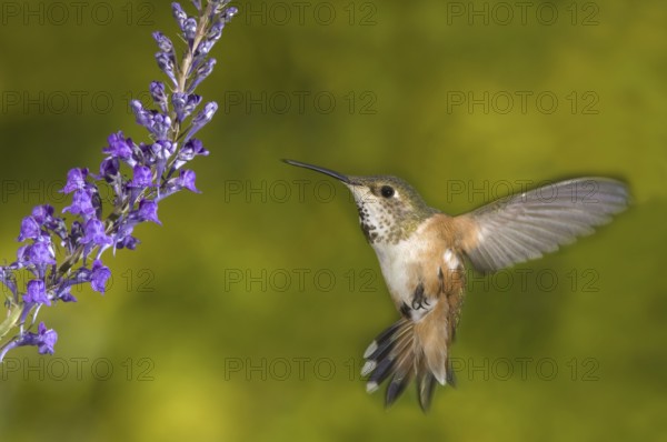 Rufous Hummingbird (Selasphorus rufus) female, British Columbia, Canada