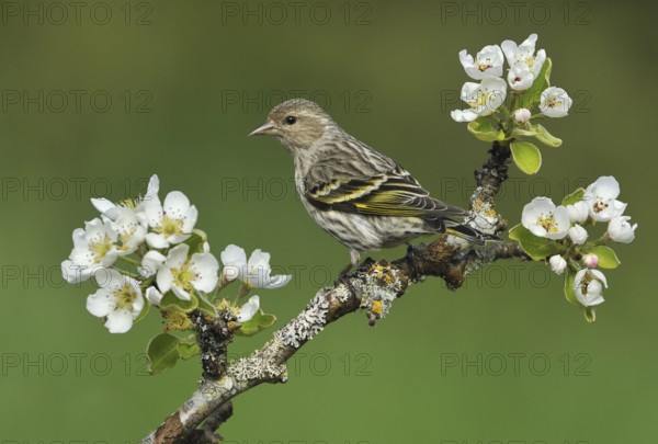 Pine Siskin (Spinus pinus), British Columbia, Canada