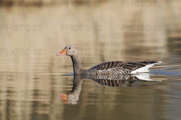Greylag goose (Anser anser), swimming, North Rhine-Westphalia, Germany