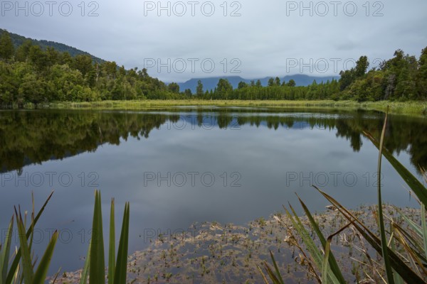 Calm lake with forest and cloudy sky, reflections visible in the water, summer, Lake Matheson, Fox Glacier, South Island, New Zealand