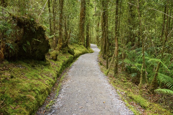 A winding path runs through a lush forest full of huge, mossy trees, summer, Lake Matheson, Fox Glacier, South Island, New Zealand