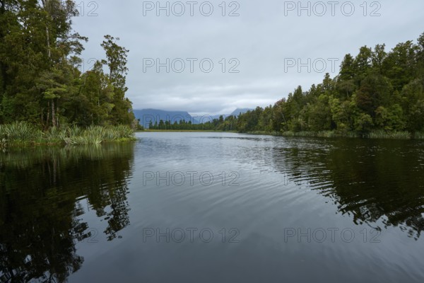 A lake with small waves and dense trees, against a grey sky, summer, Lake Matheson, Fox Glacier, South Island, New Zealand