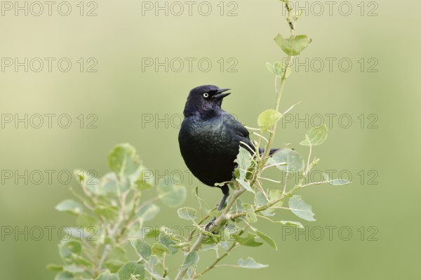 Purple Blackbird (Euphagus cyanocephalus), singing male, Waterton Lakes National Park, Alberta, Canada