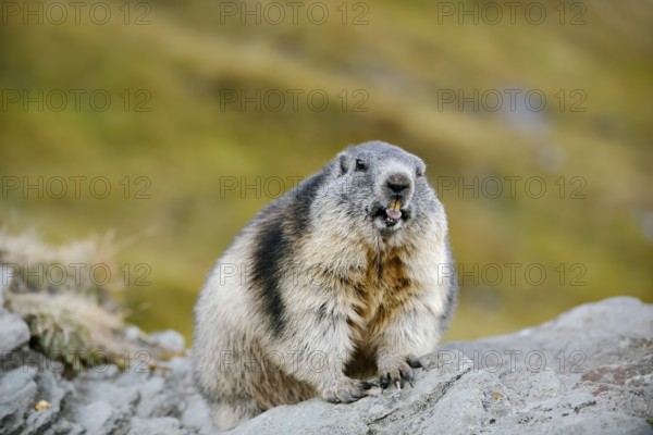 Alpine marmot (Marmota marmota), Hohe Tauern National Park, Austria