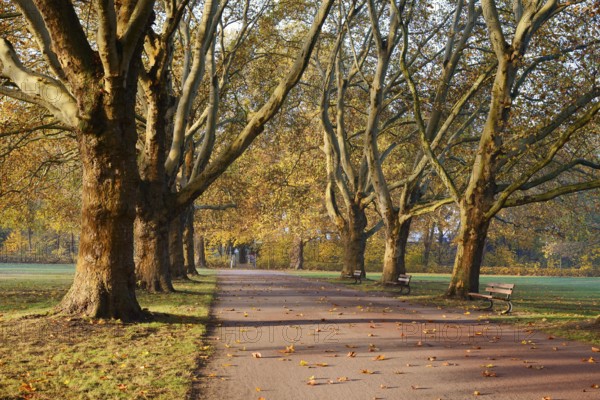 Path and common plane tree or Platanus × acerifolia (Platanus x hispanica, Platanus × acerifolia, Platanus × hybrida) in autumn, Platanenallee, Hamm, North Rhine-Westphalia, Germany