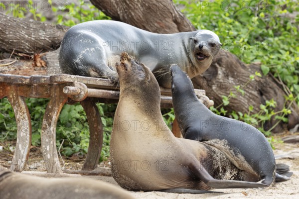 Sea lions (Zalophus wollebaeki), San Cristobal, Galapagos, Ecuador