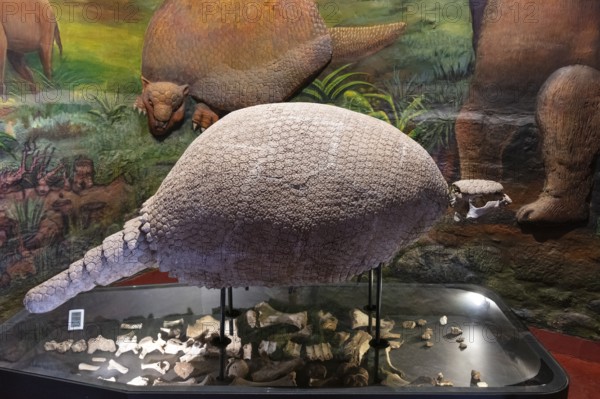 Glyptodontidae, Regional History Museum, Cusco, Peru