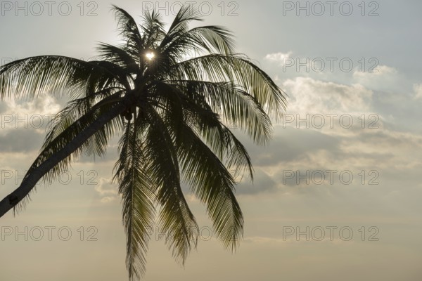 Palm tree against the light, heart-shaped sun, Koh Mook Island, Satun Province, Southern Thailand, Thailand
