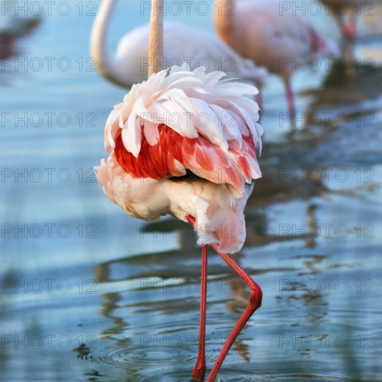Pink flamingo (Phoenicopterus roseus), standing in a pond, plumage, Pont de Gau Bird Park, Saintes-Maries-de-la-Mer, Camargue Regional nature park Park, France