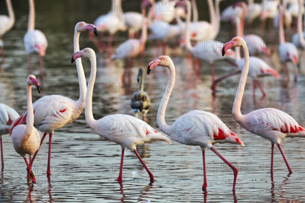 Pink flamingos (Phoenicopterus roseus), walking in the pond, Pont de Gau Bird Park, Saintes-Maries-de-la-Mer, Camargue Regional nature park Park, France