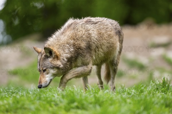 Eastern wolve (Canis lupus lycaon) standing on a meadow, Bavaria, Germany