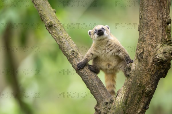 South American coati (Nasua nasua) youngster klimbing a little tree, captive, Zoo Augsburg