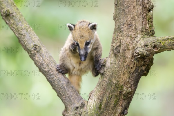 South American coati (Nasua nasua) youngster klimbing a little tree, captive, Zoo Augsburg