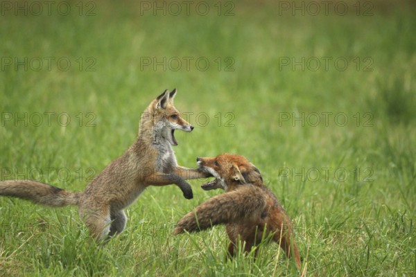 Red fox (Vulpes vulpes) male and weaned young playing on a mown meadow in light rain, Allgäu, Bavaria, Germany, Allgäu, Bavaria, Germany