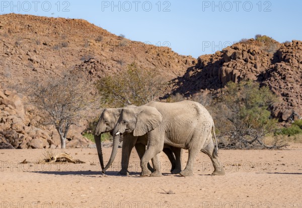 Two African elephants (Loxodonta africana), desert elephant, near the Ugab River, Damaraland, Kunene region, Namibia