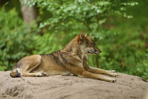 Wolf (Canis lupus), two wolves lying relaxed on a sand hill, surrounded by forest, Germany